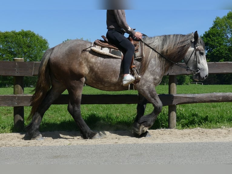 Más caballos de sangre fría Yegua 4 años 162 cm Tordo rodado in Lathen