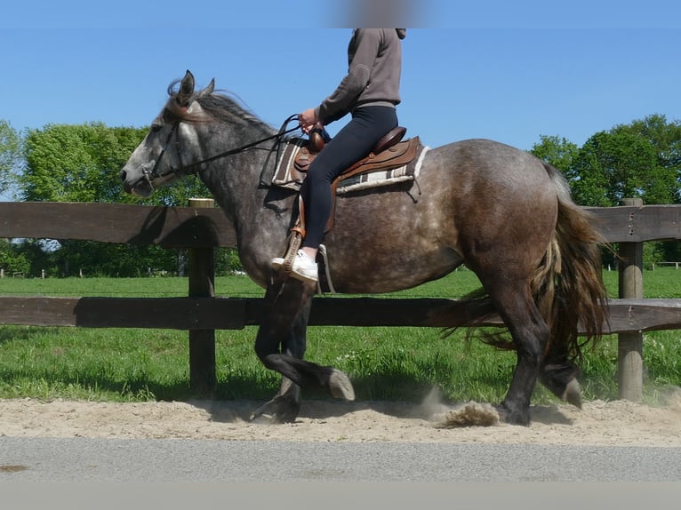 Más caballos de sangre fría Yegua 4 años 162 cm Tordo rodado in Lathen