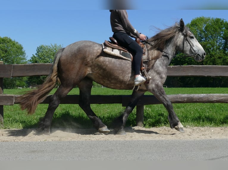 Más caballos de sangre fría Yegua 4 años 162 cm Tordo rodado in Lathen
