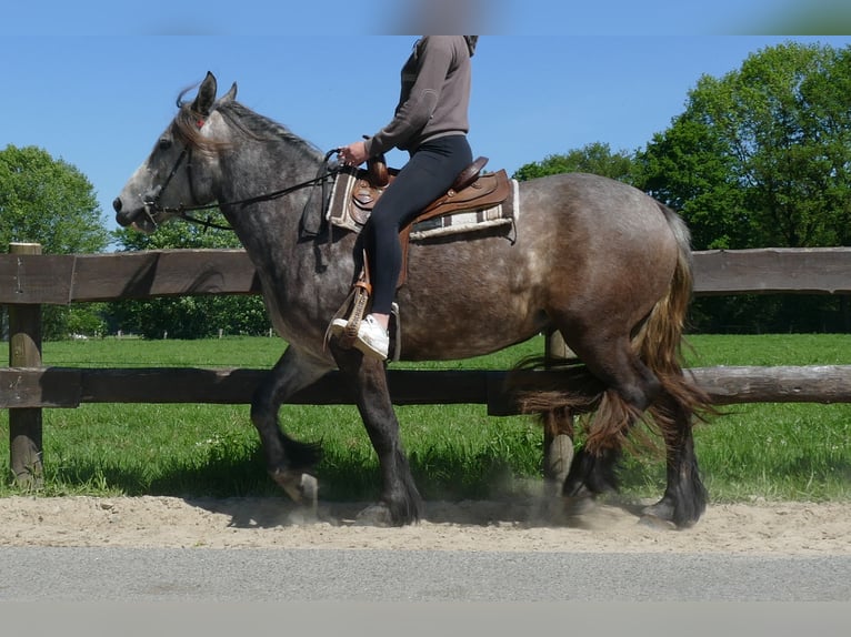 Más caballos de sangre fría Yegua 4 años 162 cm Tordo rodado in Lathen