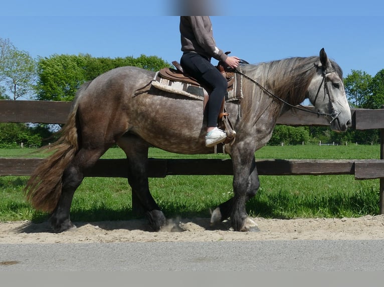 Más caballos de sangre fría Yegua 4 años 162 cm Tordo rodado in Lathen