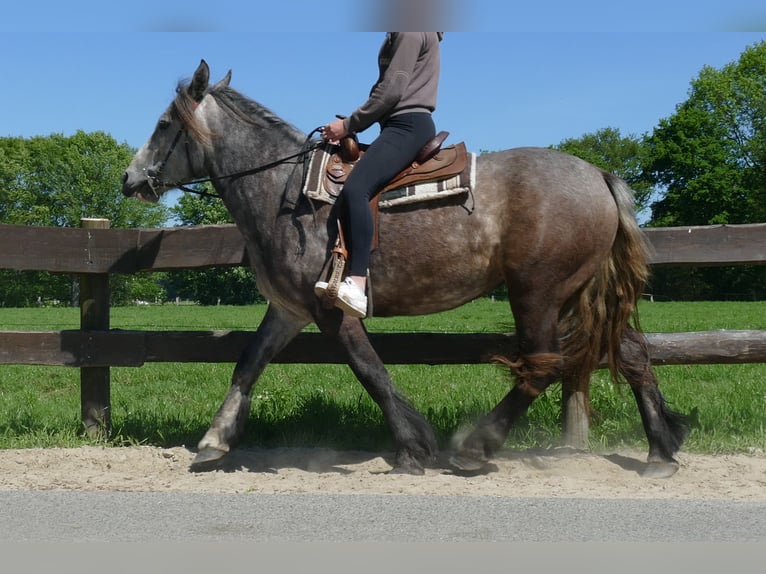 Más caballos de sangre fría Yegua 4 años 162 cm Tordo rodado in Lathen
