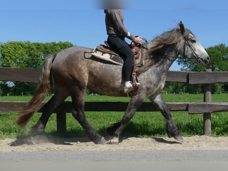 Más caballos de sangre fría Yegua 4 años 162 cm Tordo rodado in Lathen