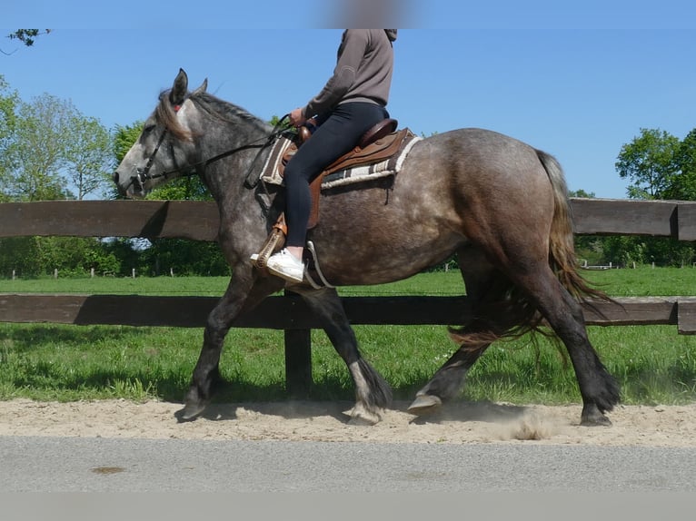 Más caballos de sangre fría Yegua 4 años 162 cm Tordo rodado in Lathen