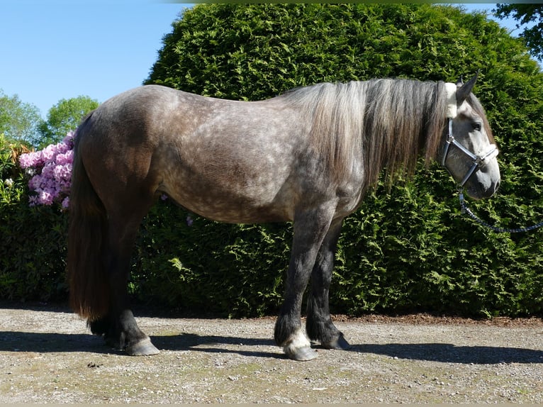 Más caballos de sangre fría Yegua 4 años 162 cm Tordo rodado in Lathen