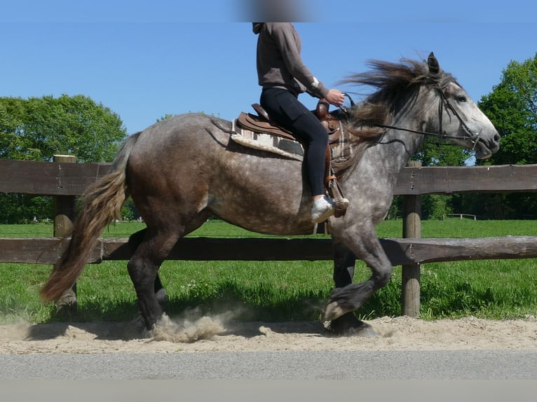 Más caballos de sangre fría Yegua 4 años 162 cm Tordo rodado in Lathen