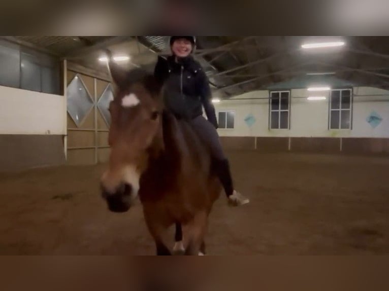 Más caballos de sangre fría Yegua 4 años 164 cm Castaño oscuro in Braunschweig