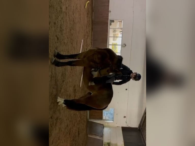 Más caballos de sangre fría Yegua 4 años 164 cm Castaño oscuro in Braunschweig