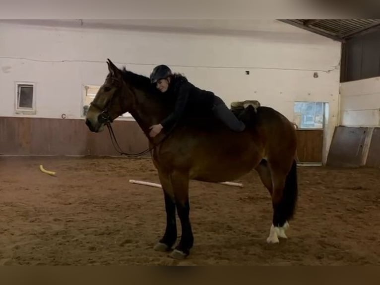 Más caballos de sangre fría Yegua 4 años 164 cm Castaño oscuro in Braunschweig