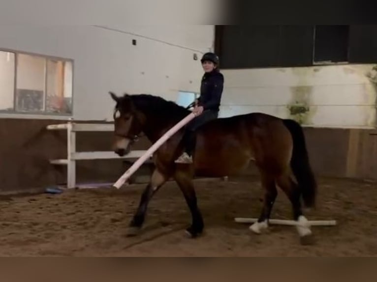 Más caballos de sangre fría Yegua 4 años 164 cm Castaño oscuro in Braunschweig