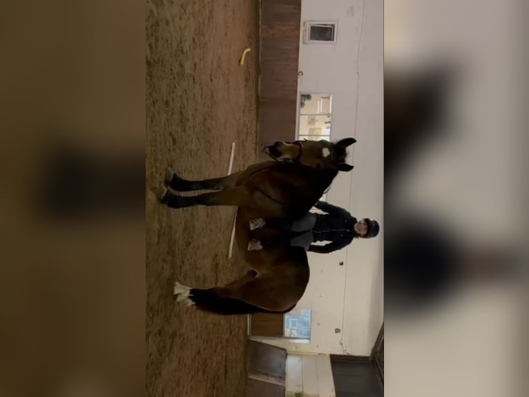 Más caballos de sangre fría Yegua 4 años 164 cm Castaño oscuro in Braunschweig