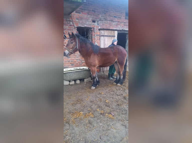 Más caballos de sangre fría Yegua 4 años Castaño in Chrząchówek