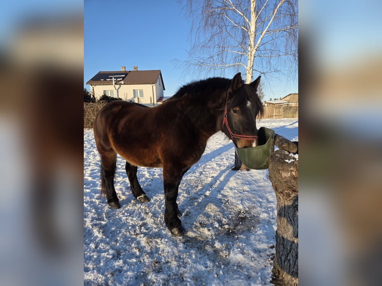 Más caballos de sangre fría Yegua 4 años Castaño oscuro in Majdan