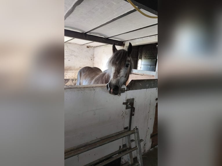 Más caballos de sangre fría Yegua 5 años 150 cm Tordo rodado in Rader Insel