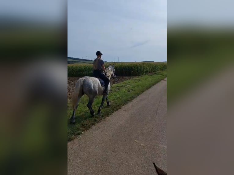 Más caballos de sangre fría Yegua 5 años 155 cm Tordo in Wassertrüdingen