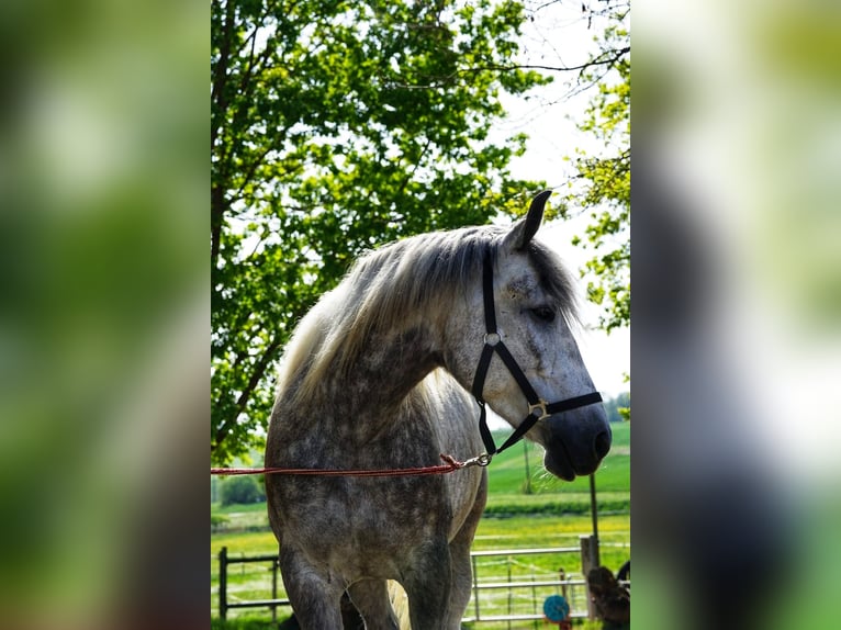 Más caballos de sangre fría Yegua 5 años 155 cm Tordo in Wassertrüdingen