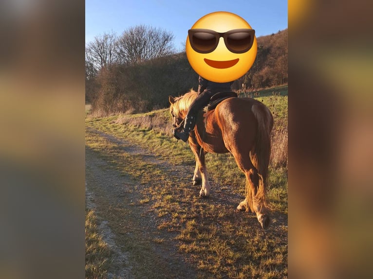 Más caballos de sangre fría Yegua 5 años 157 cm Alazán in Linkenbach