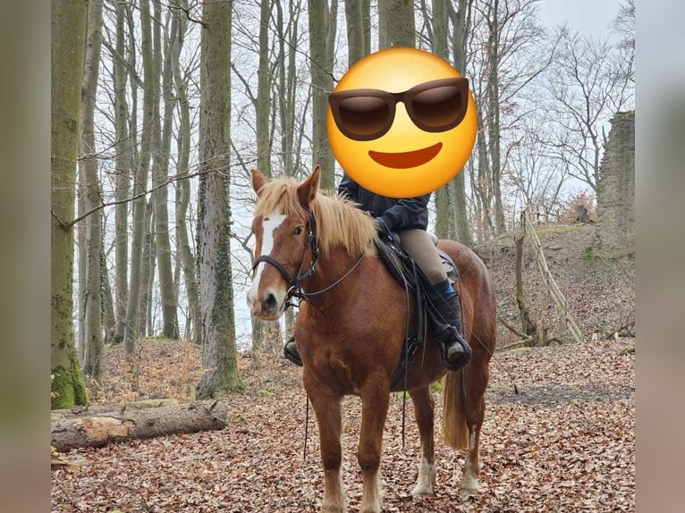 Más caballos de sangre fría Yegua 5 años 157 cm Alazán in Linkenbach