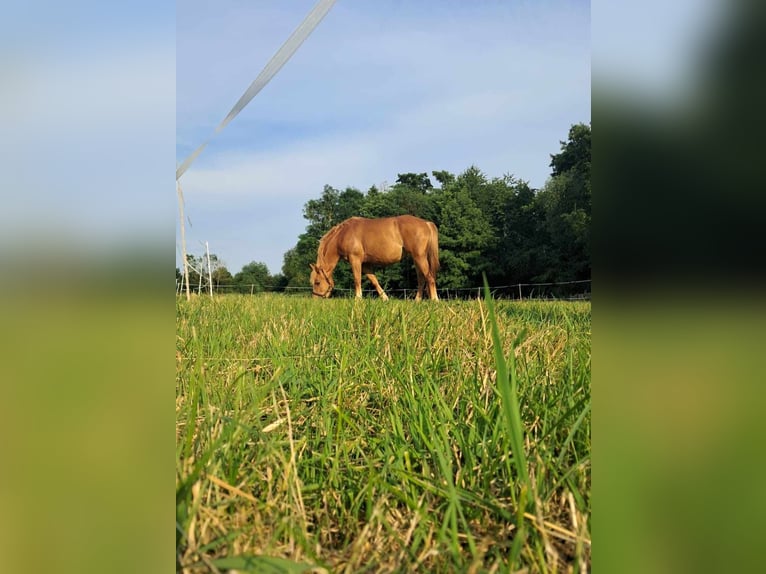 Más caballos de sangre fría Yegua 5 años 157 cm Alazán in Linkenbach