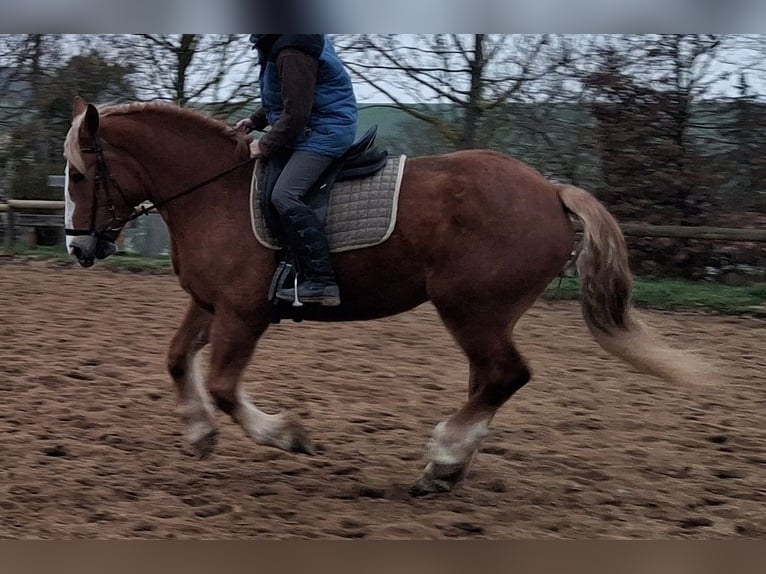 Más caballos de sangre fría Yegua 5 años 160 cm Alazán in Camburg