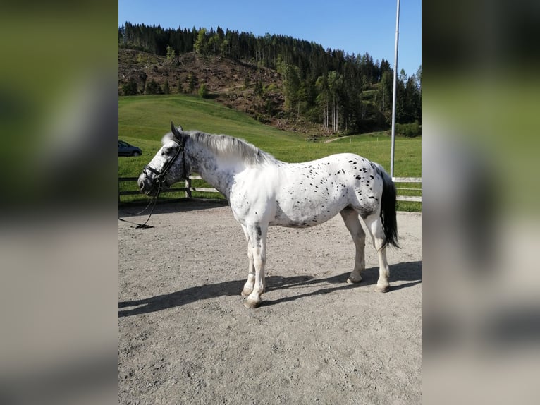 Más caballos de sangre fría Yegua 5 años 160 cm Atigrado/Moteado in St. Johann im Pongau
