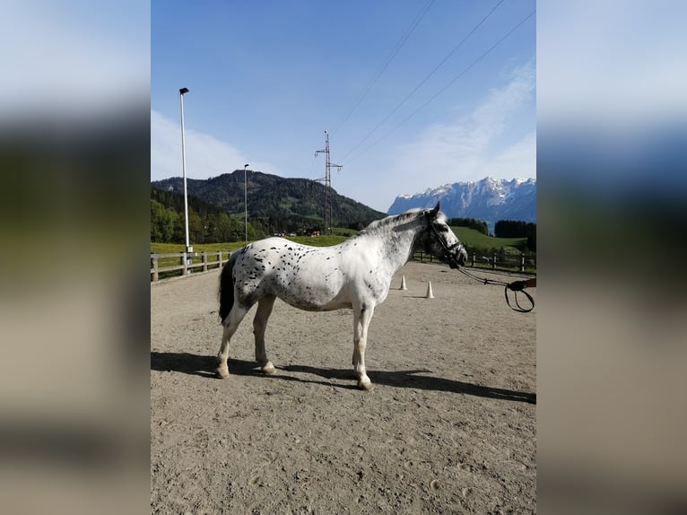 Más caballos de sangre fría Yegua 5 años 160 cm Atigrado/Moteado in St. Johann im Pongau