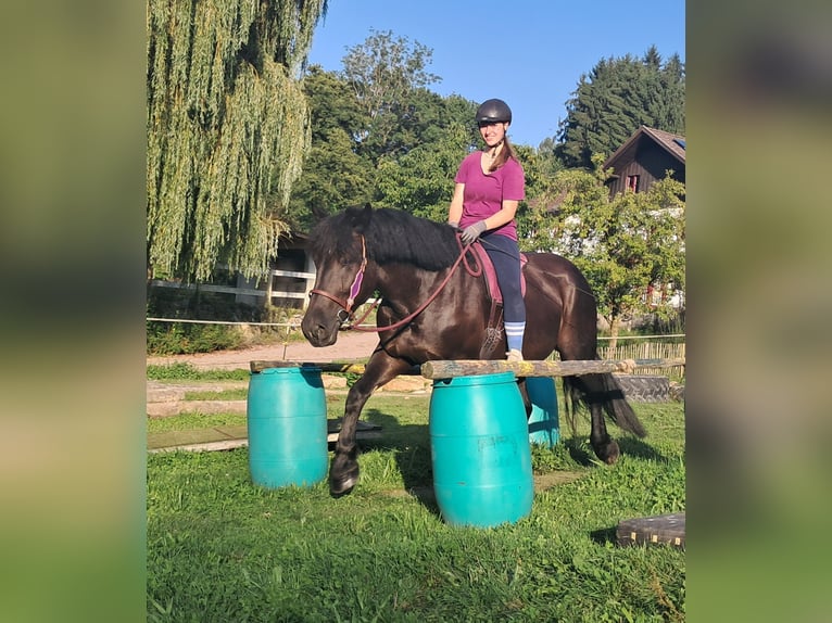 Más caballos de sangre fría Yegua 5 años 162 cm Negro in Bayerbach