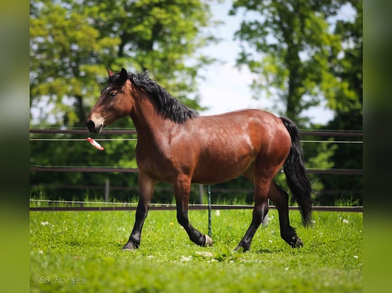 Más caballos de sangre fría Yegua 6 años 148 cm Castaño in Mez&#x151;hegyes