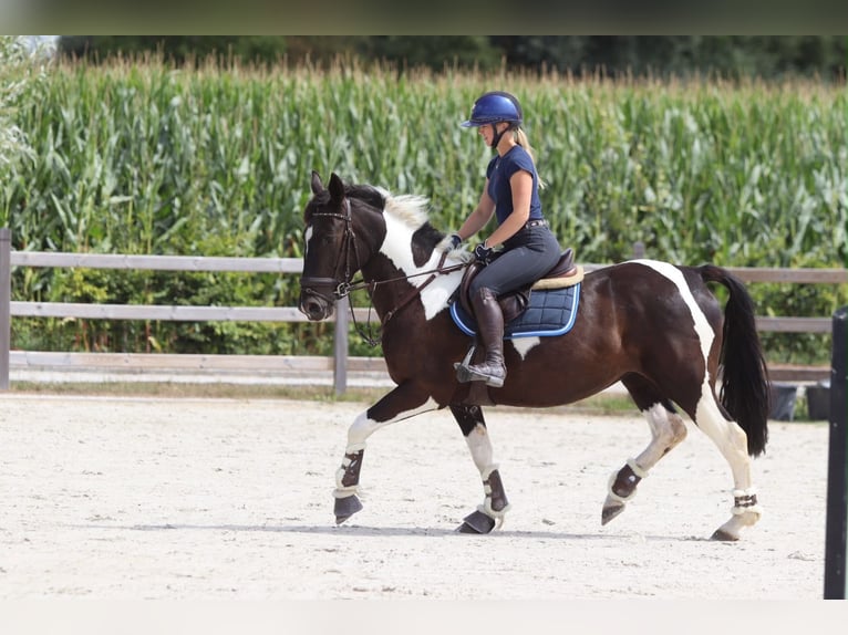 Más caballos de sangre fría Yegua 6 años 150 cm Pío in Pepingen