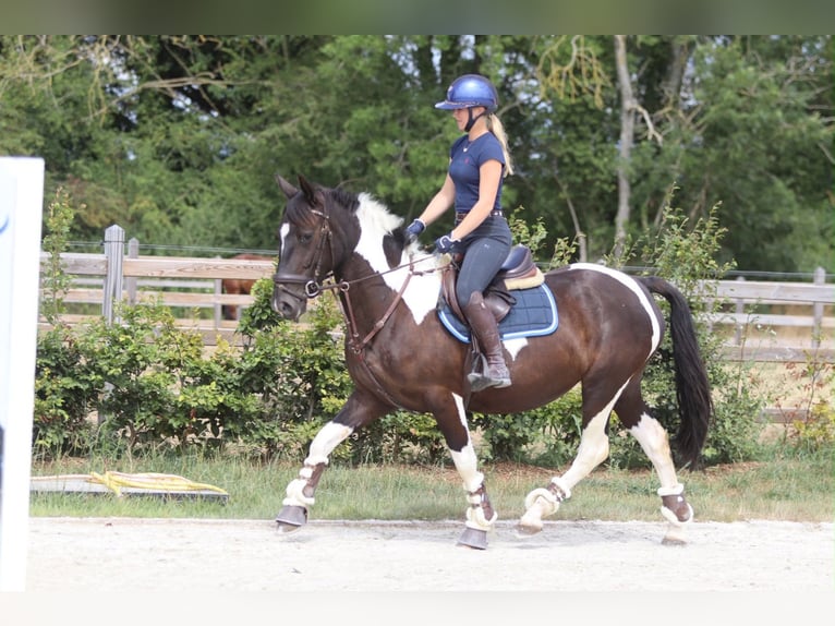 Más caballos de sangre fría Yegua 6 años 150 cm Pío in Pepingen