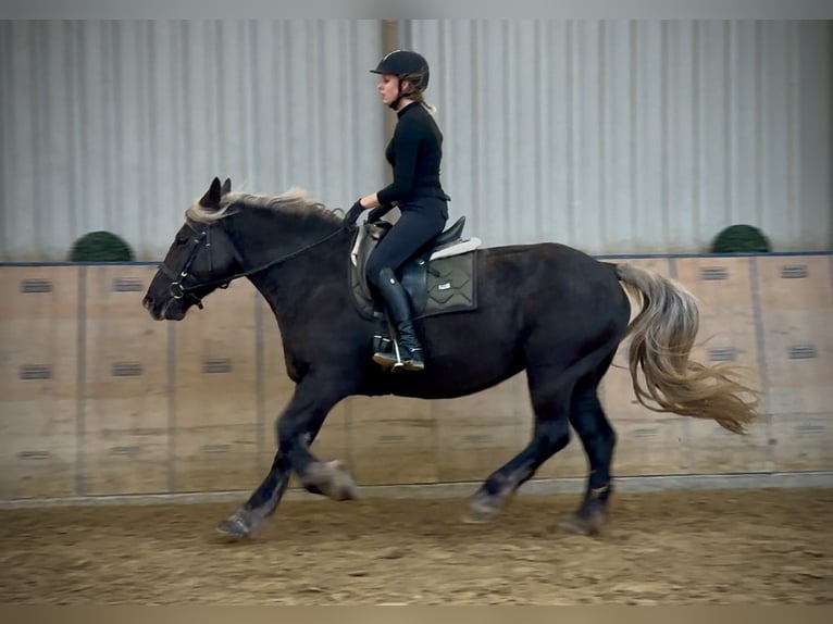 Más caballos de sangre fría Yegua 6 años 153 cm Alazán-tostado in Neustadt (Wied)