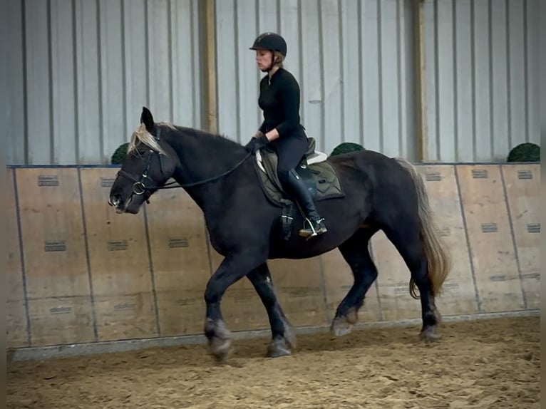 Más caballos de sangre fría Yegua 6 años 153 cm Alazán-tostado in Neustadt (Wied)