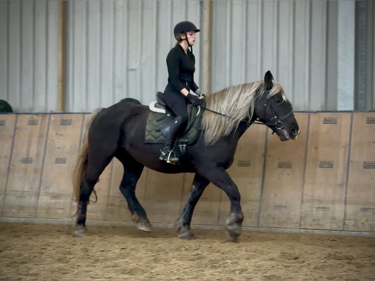 Más caballos de sangre fría Yegua 6 años 153 cm Alazán-tostado in Neustadt (Wied)