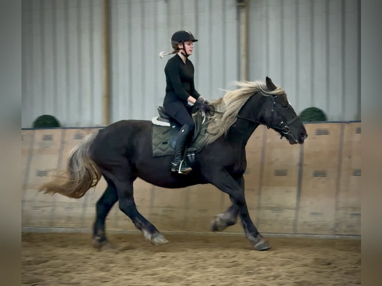 Más caballos de sangre fría Yegua 6 años 153 cm Alazán-tostado in Neustadt (Wied)