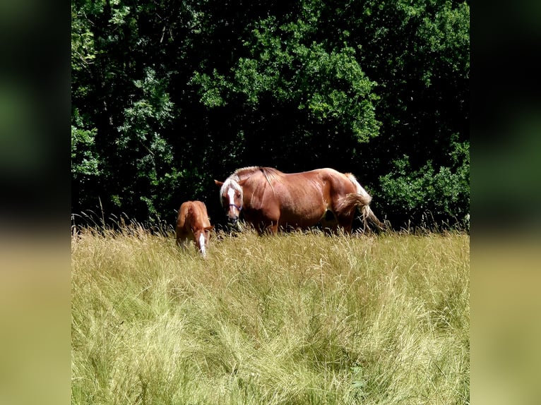 Más caballos de sangre fría Yegua 6 años 160 cm Alazán in Euskirchen