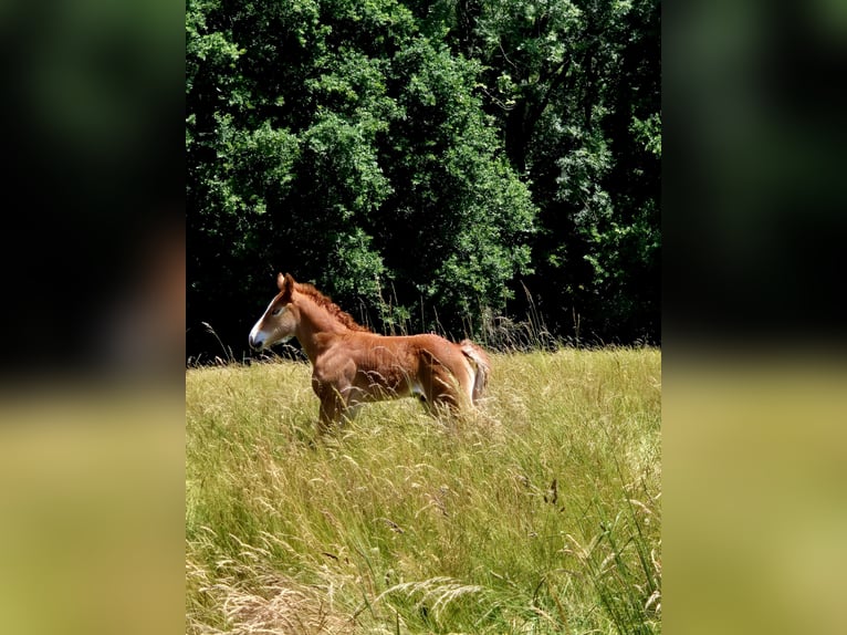 Más caballos de sangre fría Yegua 6 años 160 cm Alazán in Euskirchen