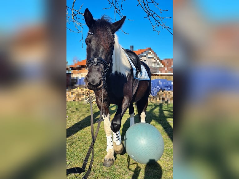 Más caballos de sangre fría Mestizo Yegua 6 años 162 cm in Rostock