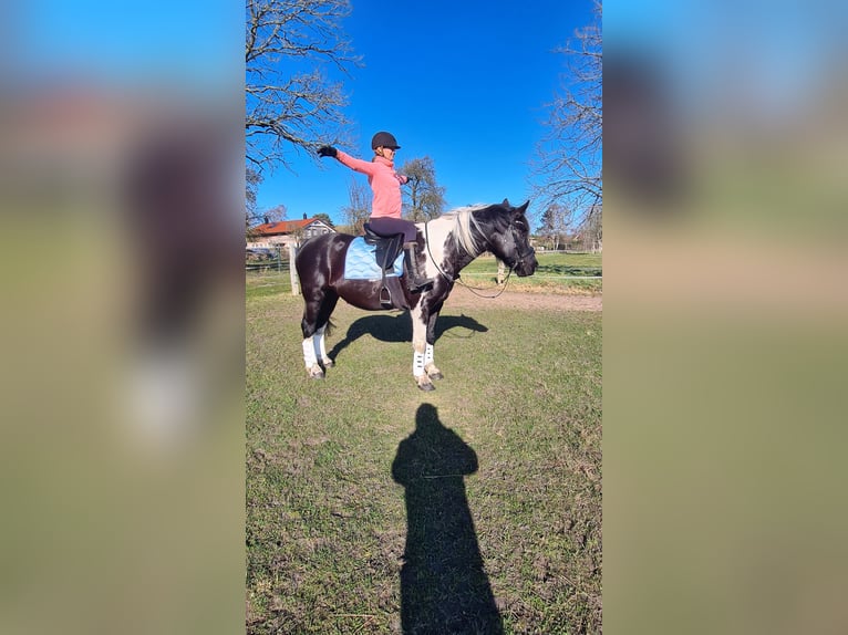 Más caballos de sangre fría Mestizo Yegua 6 años 162 cm in Rostock