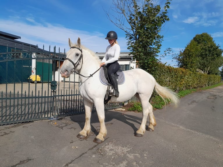 Más caballos de sangre fría Yegua 6 años 162 cm Tordo in Nettersheim