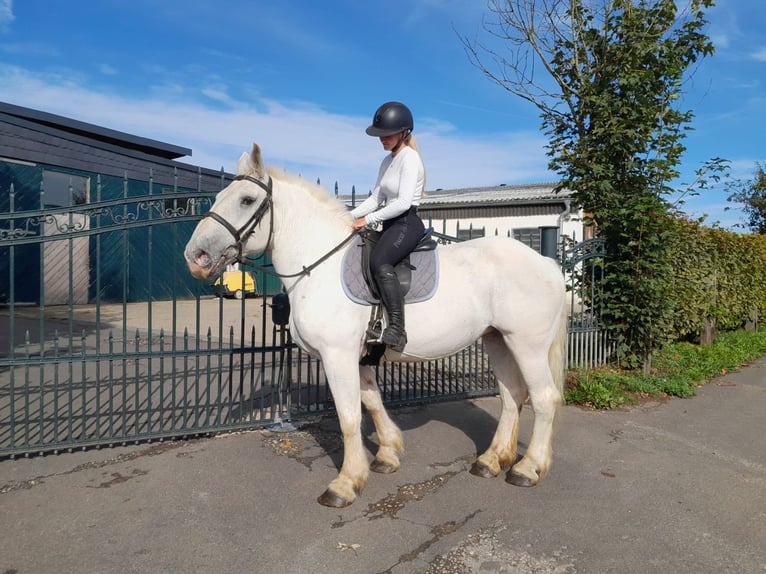 Más caballos de sangre fría Yegua 6 años 162 cm Tordo in Nettersheim