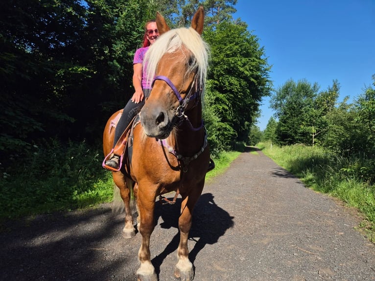 Más caballos de sangre fría Yegua 6 años 165 cm Alazán-tostado in Linkenbach