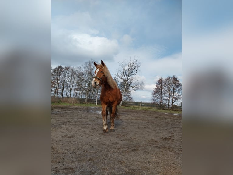 Más caballos de sangre fría Yegua 7 años 150 cm Alazán in Treuenbrietzen