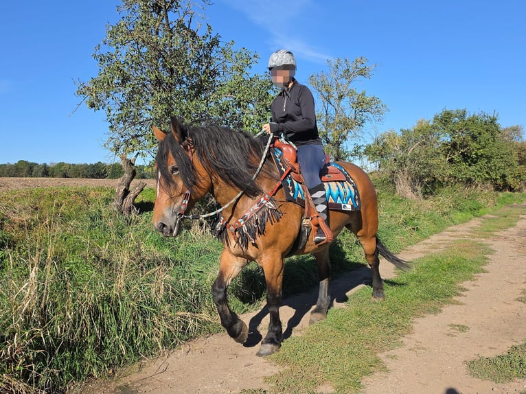 Más caballos de sangre fría Yegua 7 años 154 cm Castaño in Linkenbach