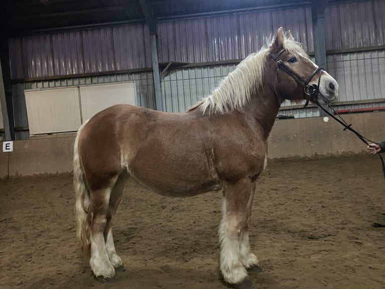 Más caballos de sangre fría Yegua 7 años 156 cm Alazán in Elze