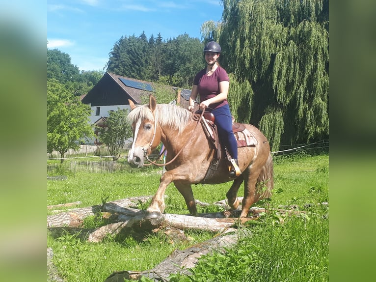 Más caballos de sangre fría Yegua 7 años 157 cm Alazán in Bayerbach