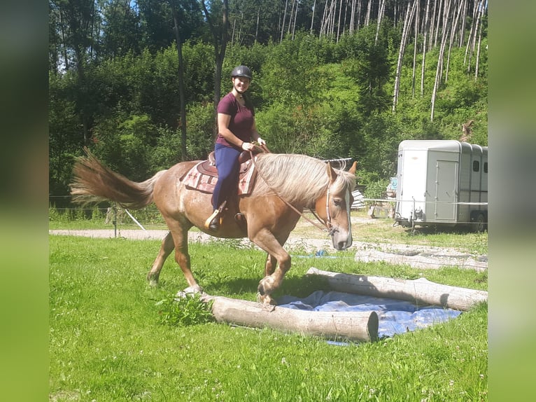 Más caballos de sangre fría Yegua 7 años 157 cm Alazán in Bayerbach