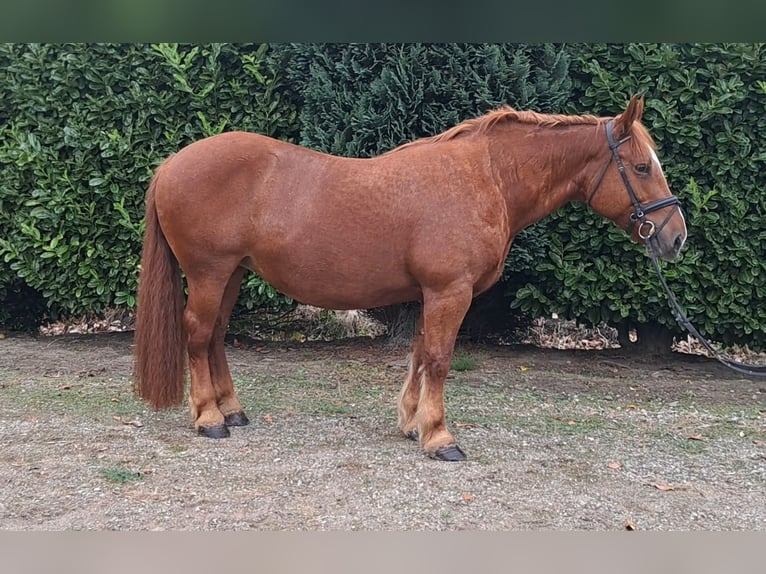 Más caballos de sangre fría Yegua 7 años 157 cm Alazán rojizo in Oud Gastel