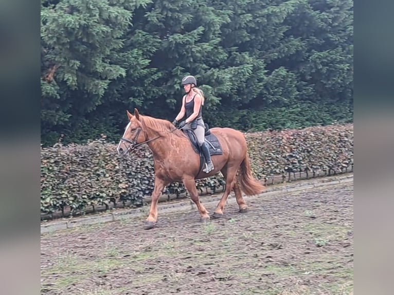 Más caballos de sangre fría Yegua 7 años 157 cm Alazán rojizo in Oud Gastel