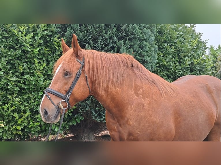 Más caballos de sangre fría Yegua 7 años 157 cm Alazán rojizo in Oud Gastel