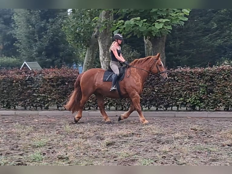 Más caballos de sangre fría Yegua 7 años 157 cm Alazán rojizo in Oud Gastel